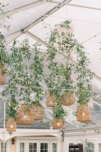 Bring the comfort and beauty of your garden into your wedding design by having fresh greenery draped around your ceiling lights above your dance floor.  Check out our instagram for more wedding ideas!     Planning + Design| @nightingaleevents  Venue| @salamanderresort Photographer| @carlyrosephotography  Florist| @springvale_floral  Tent + Lighting| @SugarplumTents