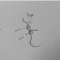 How to draw lips Reference upper and lower lip