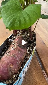 163K views · 11K likes | Agro-Investment Corporation on Instagram: "Everyone has to start from somewhere! 
Thanks to @jacquesinthegarden 

Here's how you can start growing sweet potato at home which can later be transferred to a larger area or a farm for a commercial business. 

Here are some export information for farmers/investors interested in exporting sweet potatoes from Jamaica:

The export price per kilogram of sweet potatoes from Jamaica has seen a steady increase over the last five years. In 2017, the export price was 2.62 US $ per kg, and in 2021 it was 2.54 US $ per kg. This represents an increase of 0.28 US $ per kg. 

The United Kingdom, Netherlands and Canada imported the highest value of sweet potatoes over the past three years with UK demand growing exponentially. With the 