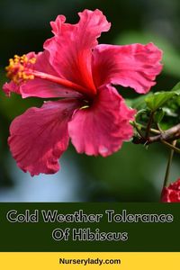 Harness the beauty of hibiscus even in chilly climates! Discover if hibiscus plants can withstand cold weather and learn essential winter care tips to keep your garden flourishing. Explore cold-hardy varieties and expert advice for nurturing hibiscus through frosty seasons. Elevate your gardening game with our comprehensive guide on hibiscus and winter resilience.