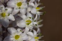 Urginea maritima (07) | by Mugzemet