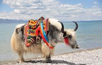 Yak with Handwoven Saddle Carpets ~ Tibet