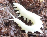 Velvet Worm (phylum Onychophora)