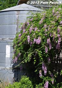 Texas wisteria vine (Wisteria frutescens). Perennial, prefers fertile, moist, slightly acidic soil. Tolerates shade, blooms in sun May to June. Highly deer resistant, fragrant flowers, attractive to butterflies.