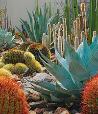 Inspired By: 7 Desert Gardens We Love – Dorado Magazine