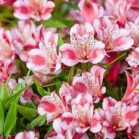 Roxanne Alstroemeria - 1 per package