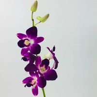 DENDROBIUM+THAI+ORCHID+PURPLE