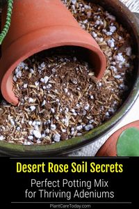 Discover the secrets to the perfect desert rose soil mix. Learn tips to ensure your Adeniums thrive with well-drained, nutrient-rich potting soil. Photo Credit: Instagram @prakrti_garden_boutique