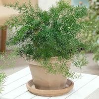 Outsidepride Asparagus Fern Sprengeri Evergreen Foliage Container, Pot, Window Box Plant Seed - 200 Seeds