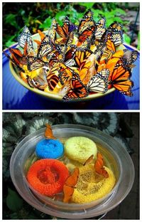 Super easy butterfly feeder