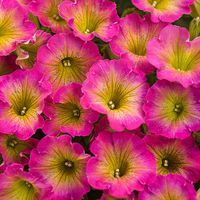 Supertunia® Daybreak Charm - Petunia hybrid | Proven Winners