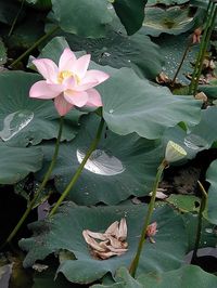 Lotus blossom, pod and old petals | Flickr - Photo Sharing!