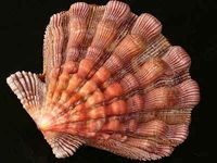 Lion's Paw Scallop PECTEN FRAGOSUS