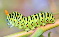 Bugs and craft: Egg carton caterpillar | Cure All Pest Control