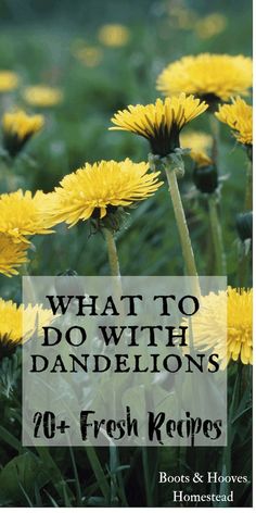 yellow dandelions with the words what to do with dandelions