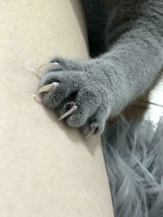 a close up of a cat's paw on the side of a womans leg