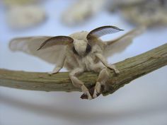 a close up of a small insect on a branch with its wings spread wide open