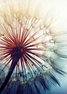 a dandelion with lots of seeds blowing in the wind