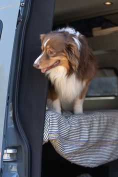 a brown and white dog sitting in the back of a van