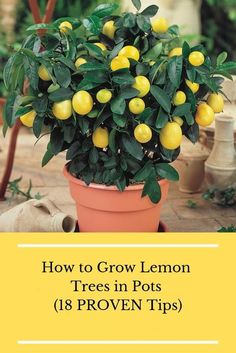 #lemon #grow #trees #plants #plant #garden #gardening #indoor #planting #growing #vegatables Diy Tree Pots Outdoor, Lemon Trees In Pots, Growing Lemons, Lemon Tree Potted, Indoor Lemon Tree, Lemon Tree From Seed, Trees In Pots, Grow Lemon, Growing Lemon Trees