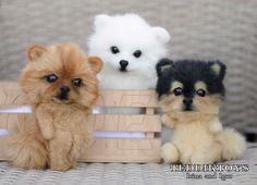 three small dogs sitting in a wooden crate