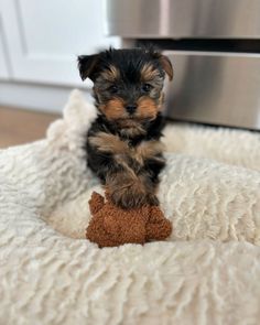 a small black and brown puppy sitting on top of a white blanket next to a stove