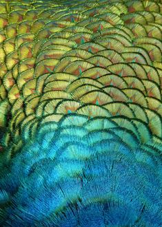 an image of peacock feathers that are multicolored