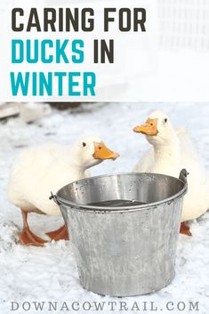 two ducks in a bucket with the words caring for ducks in winter