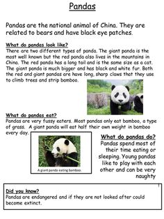 pandas are the national animal of china they are related to bears and have black eye patches