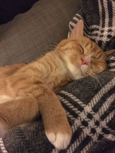 an orange and white cat sleeping on top of a blanket