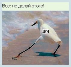 a white bird walking on top of a beach next to the ocean with caption that reads, anyone don't do that