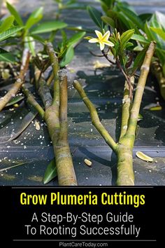 some plants that are growing out of the ground with text overlay reading grow plumeria cuttings