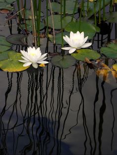 two white water lilies floating on top of a pond