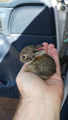 a hand holding a small rabbit in it's right hand next to a car door