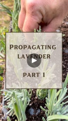 392 reactions · 9 comments | Propagating Lavender 🌱 Part 1

🚫 Before you begin, check to make sure your lavender plant is not patented. If it is, you are not allowed to propagate it. Only the patent holder or those with a license are allowed to. This information can be found on the plant tag or you can do either a Google Patent Search or use the “Patent Public Search” database.

1️⃣ Using clean tools, take a 3-4 inch cutting from your plant. Be sure to have about an inch of wood at the bottom. This will help ensure a more successful propagation. 

2️⃣ Remove the bottom half of the leaves. This is where the plant will be put into the dirt and will encourage root growth.

3️⃣ Dip the cutting end into water then rooting hormone to increase your chances of success. It’s best to pour a small How To Plant Lavender From Cuttings, How To Propagate Lavender From Cuttings, Rooting Lavender In Water, How To Root Lavender Cuttings, Harvest Lavender How To, Lavender Tips, Clean Tools, How To Propagate Lavender