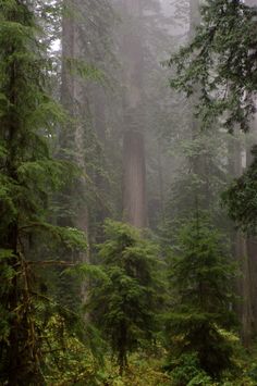 a forest filled with lots of tall trees covered in fog and mistgy skies above