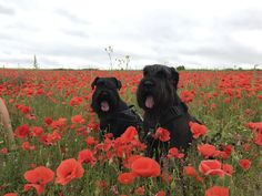 two black dogs sitting in a field full of red poppies with their mouths open