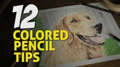 an image of a dog with the title 12 colored pencil tips