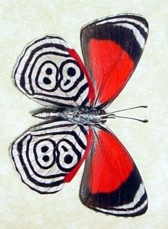 a red and black butterfly sitting on top of a white surface