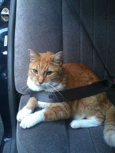 an orange and white cat sitting in the back seat of a car with a harness around it's neck