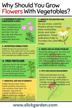 the four types of flowers that you can grow from seed to flower, and what they are