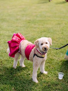 a small white dog wearing a pink dress on a leash and standing next to a person