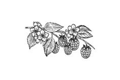 raspberries and leaves on a branch with berries drawn by hand in black ink