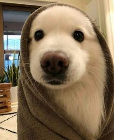 a white dog wearing a brown towel on top of it's head and looking at the camera