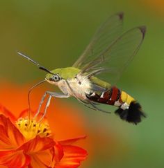 a close up of a small insect on a flower