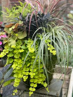 green and purple plants in a pot on a table