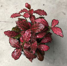 a potted plant with red and green leaves