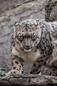 a snow leopard is walking on some rocks