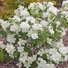 white flowers are blooming in the garden