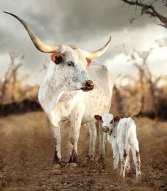 an adult and two baby cows standing in the grass